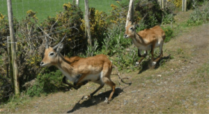 (Two African Antelopes/Image: Animalarium)