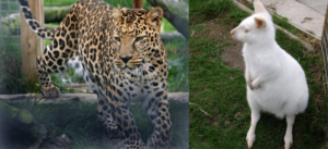 (An African Leopard and Lincoln’s Albino Bennets Wallaby/Image: Animalarium)